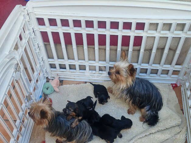 4 little boys for sale in Chepstow/Cas-Gwent, Monmouthshire - Image 1