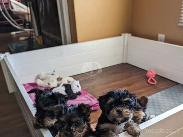 4 stunning Yorkie puppies for sale in Stockport, Greater Manchester