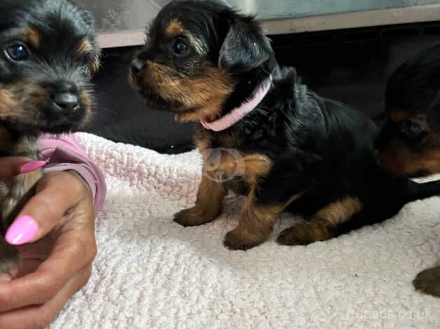 4 weeks old Yorkshire terrier looking for there forever home for sale in Cardiff - Image 2