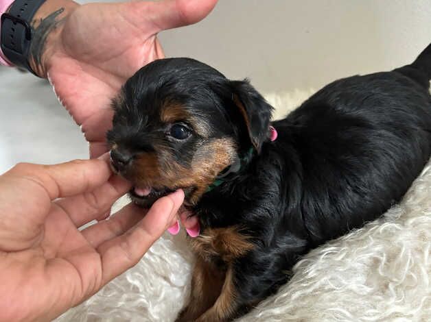 4 weeks old Yorkshire terrier looking for there forever home for sale in Cardiff - Image 4