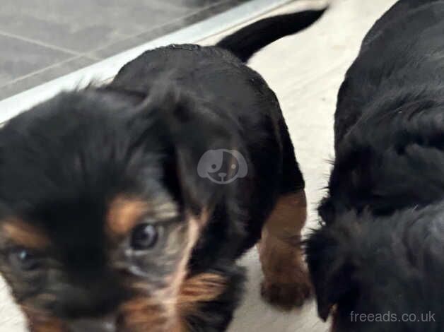 4 weeks old Yorkshire terrier looking for there forever home for sale in Cardiff - Image 5