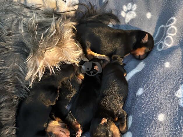 5 beautiful boys Yorkshire terriers for sale in Glasgow, Glasgow City - Image 2