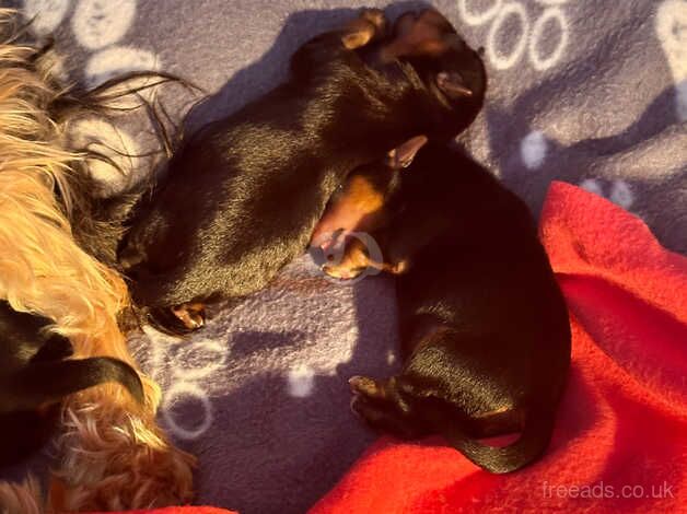 5 beautiful boys Yorkshire terriers for sale in Glasgow, Glasgow City - Image 3