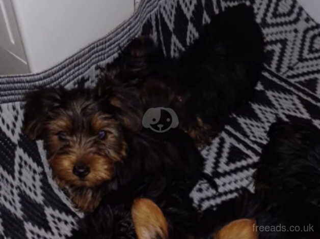 5 beautiful Yorkshire terrier puppies for sale in Wellingborough, Northamptonshire