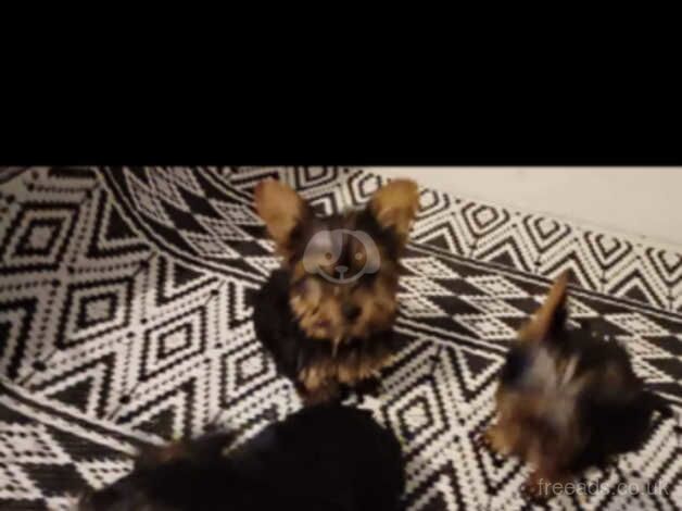 5 beautiful Yorkshire terrier puppies for sale in Wellingborough, Northamptonshire - Image 2