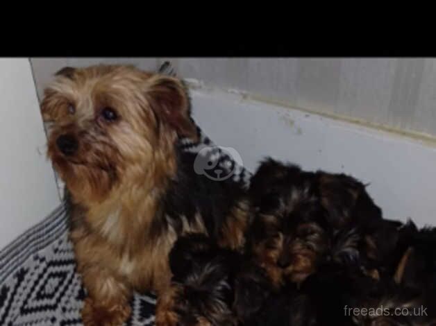 5 beautiful Yorkshire terrier puppies for sale in Wellingborough, Northamptonshire - Image 4