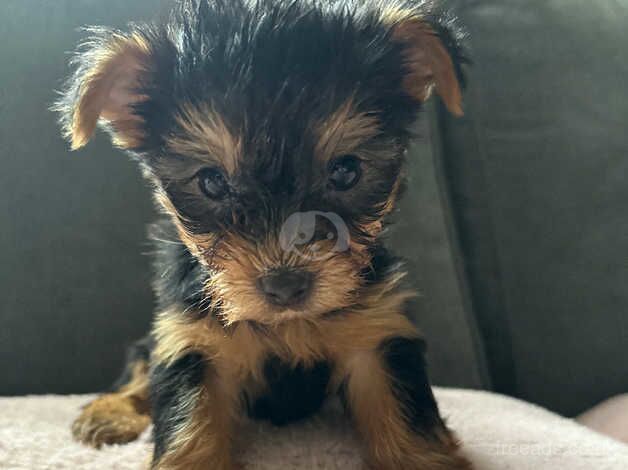 5 generation Yorkshire terrier puppies for sale in Nottingham, Nottinghamshire