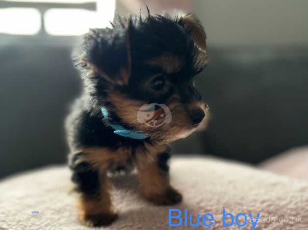 5 generation Yorkshire terrier puppies for sale in Nottingham, Nottinghamshire - Image 3