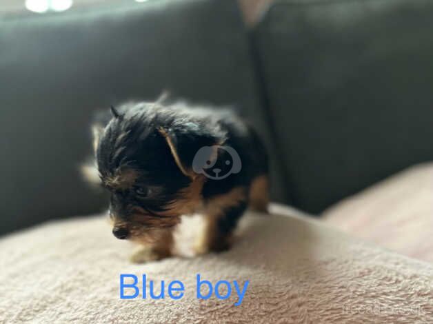 5 generation Yorkshire terrier puppies for sale in Nottingham, Nottinghamshire - Image 4