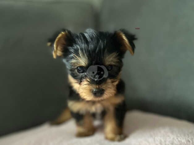 5 generation Yorkshire terrier puppies for sale in Nottingham, Nottinghamshire - Image 5