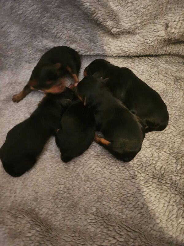 5 Gorgeous Yorkshire Terrier Puppies For Sale in Liverpool, Merseyside - Image 3