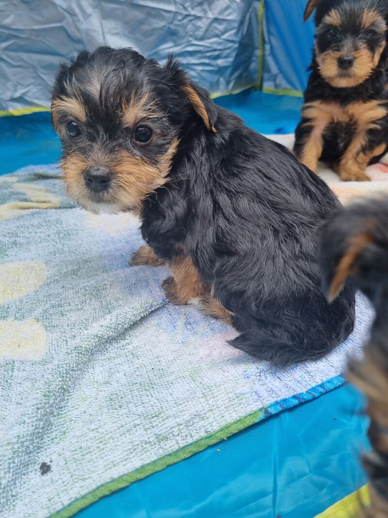 5 Gorgeous Yorkshire Terrier Puppies For Sale in Liverpool, Merseyside - Image 4