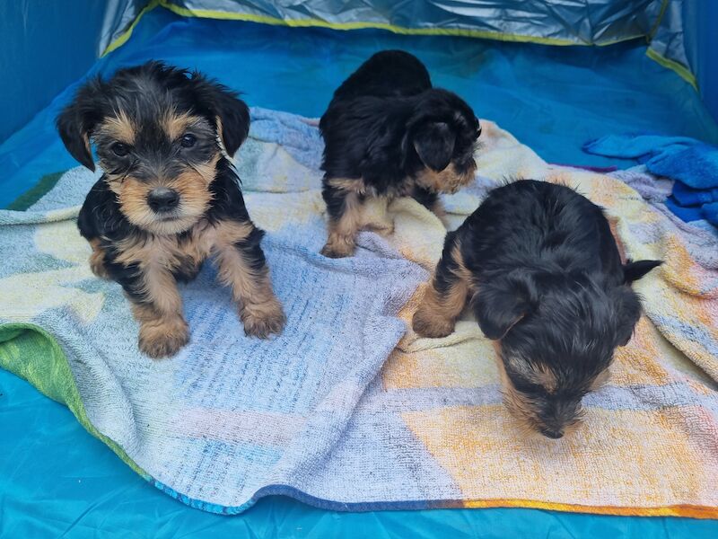 5 Gorgeous Yorkshire Terrier Puppies For Sale in Liverpool, Merseyside - Image 7