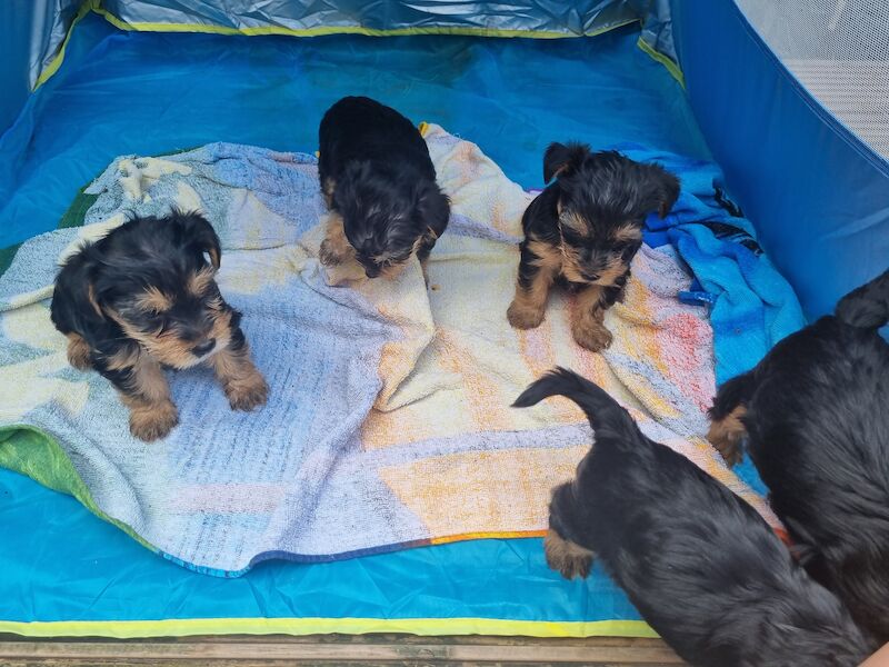 5 Gorgeous Yorkshire Terrier Puppies For Sale in Liverpool, Merseyside - Image 8