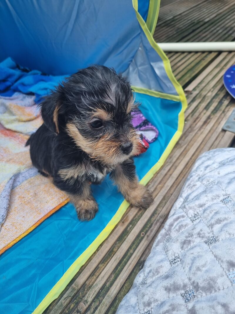 5 Gorgeous Yorkshire Terrier Puppies For Sale in Liverpool, Merseyside - Image 5