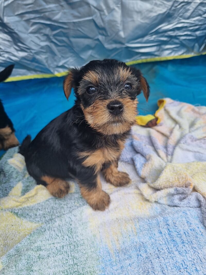 5 Gorgeous Yorkshire Terrier Puppies For Sale in Liverpool, Merseyside - Image 9