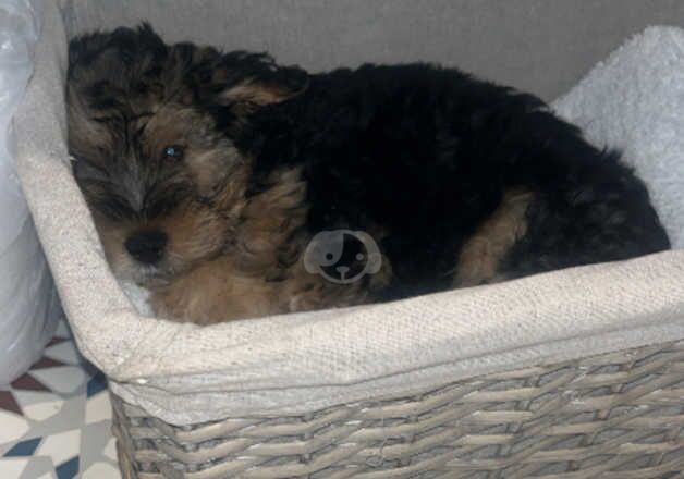 5 month male Yorkshire terrier cross schnauzer for sale in Liverpool, Merseyside