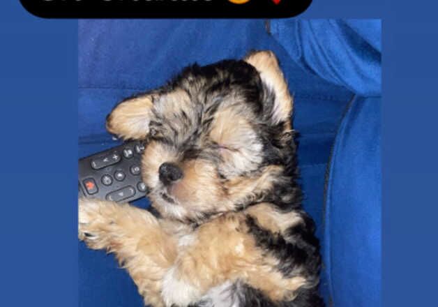 5 month male Yorkshire terrier cross schnauzer for sale in Liverpool, Merseyside - Image 2