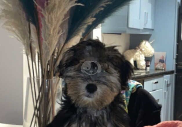 5 month male Yorkshire terrier cross schnauzer for sale in Liverpool, Merseyside - Image 3