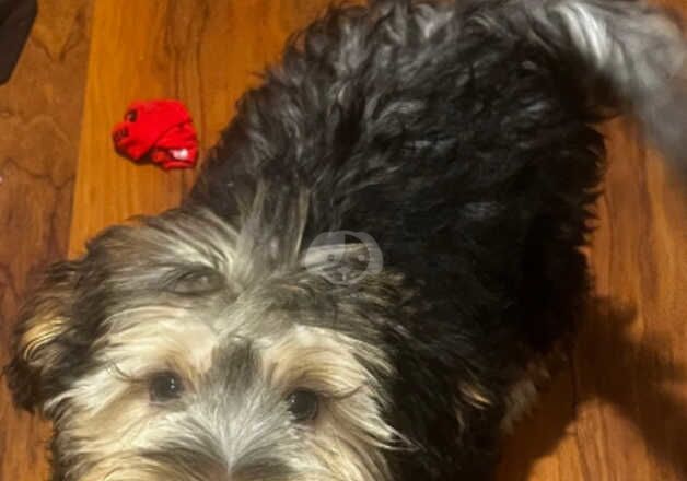 5 month male Yorkshire terrier cross schnauzer for sale in Liverpool, Merseyside - Image 4