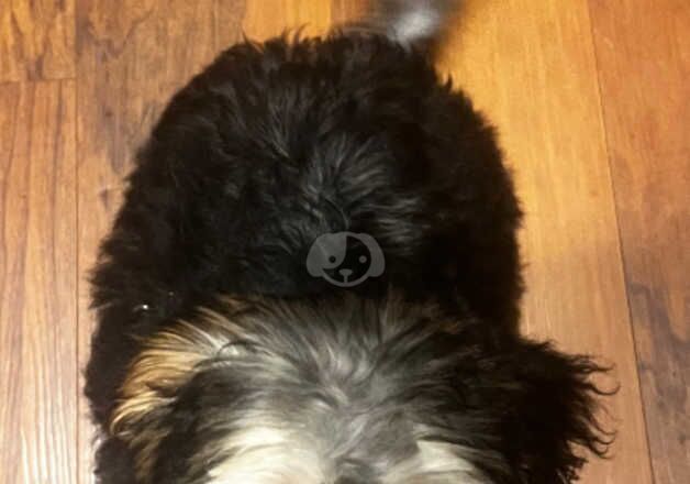 5 month male Yorkshire terrier cross schnauzer for sale in Liverpool, Merseyside - Image 5