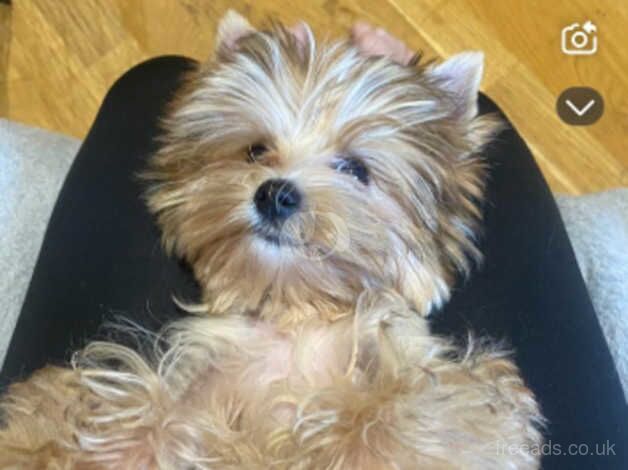 5 month Yorkshire terriers x2 for sale in Newark, Orkney Islands - Image 2