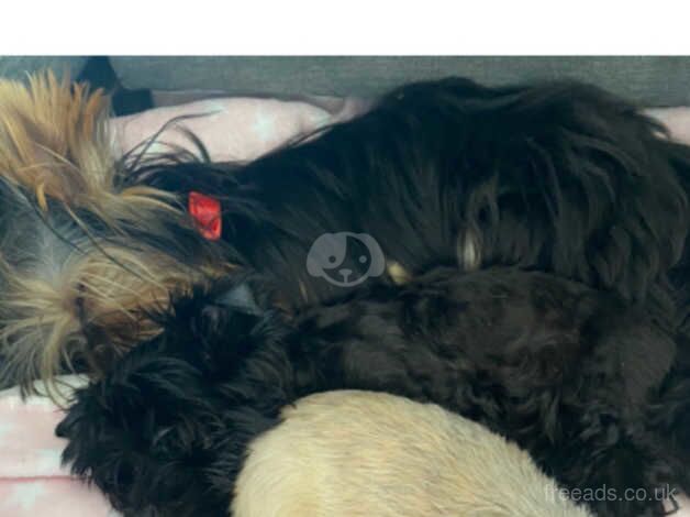 5 month Yorkshire terriers x2 for sale in Newark, Orkney Islands - Image 4