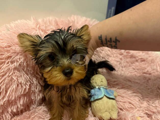 5 puppies for sale in Malton, North Yorkshire - Image 3