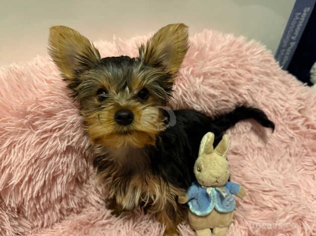 5 puppies for sale in Malton, North Yorkshire - Image 4