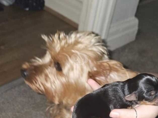 5 stunning little Yorkshire terriers for sale in Nelson, Lancashire