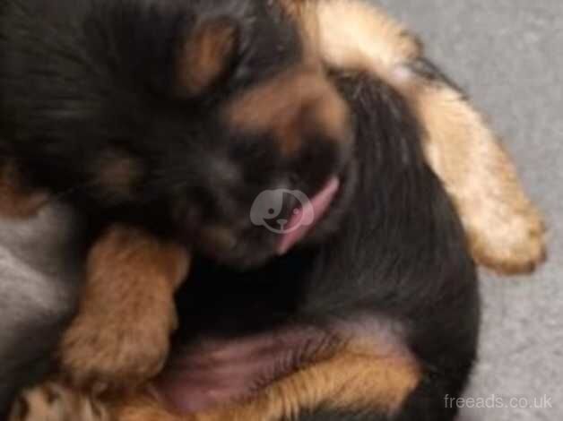 5 stunning little Yorkshire terriers for sale in Nelson, Lancashire - Image 2