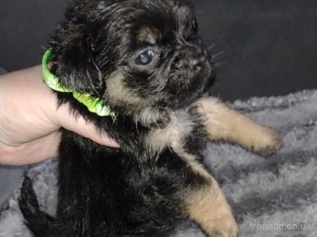 5 stunning Yorkie pups for sale in Nelson, Lancashire - Image 3