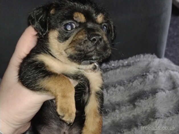 5 stunning Yorkie pups for sale in Nelson, Lancashire - Image 5