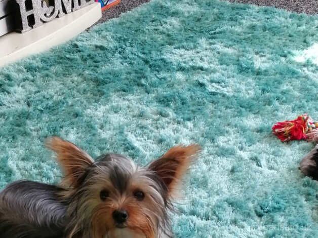 5yr old small Yorkshire terrier for sale in Milton Keynes, Buckinghamshire - Image 1