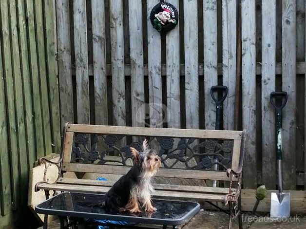 5yr old small Yorkshire terrier for sale in Milton Keynes, Buckinghamshire - Image 2