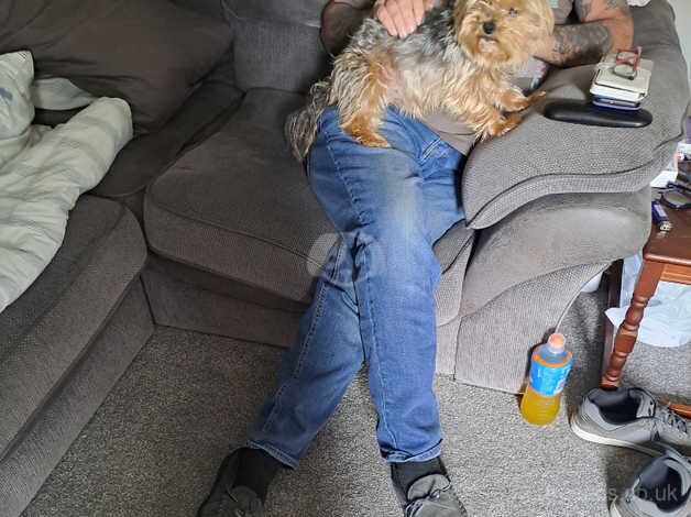 5yr old small Yorkshire terrier for sale in Milton Keynes, Buckinghamshire - Image 3