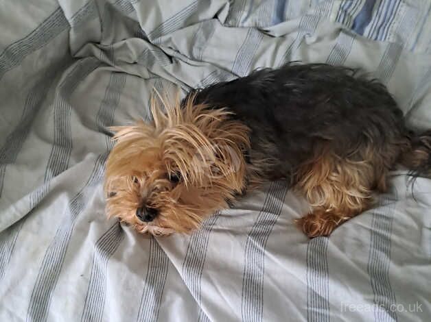 5yr old small Yorkshire terrier for sale in Milton Keynes, Buckinghamshire - Image 4