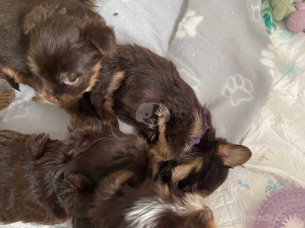 6 chocolate Yorkie's for sale in Port Glasgow, Inverclyde