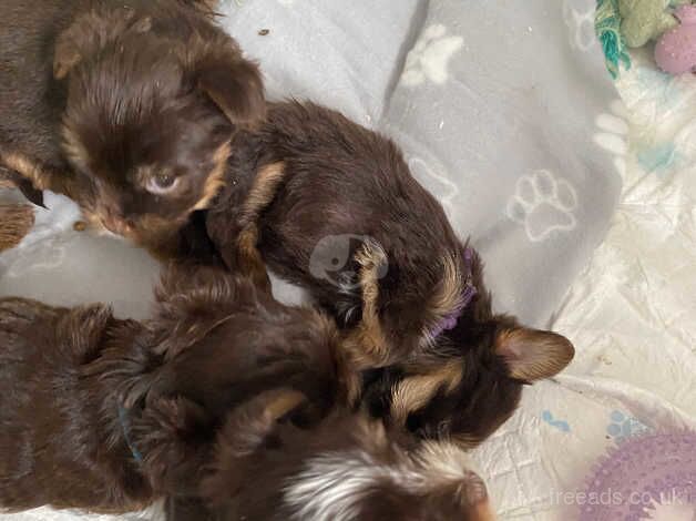 6 chocolate Yorkie's for sale in Port Glasgow, Inverclyde - Image 1