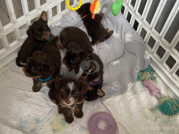 6 chocolate Yorkie's for sale in Port Glasgow, Inverclyde - Image 4