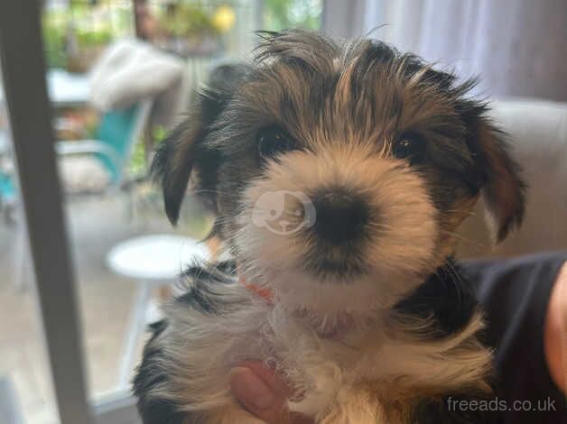 6 Little puppies for sale in Bristol - Image 1