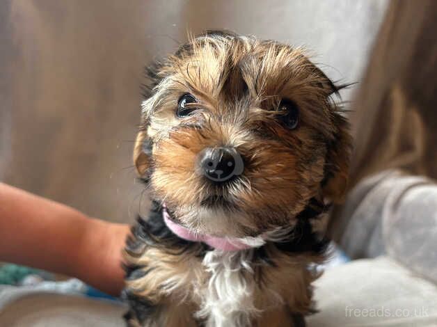 6 Little puppies for sale in Bristol - Image 4