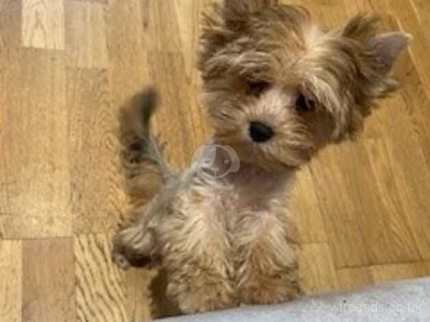 6 month Yorkshire Terrier for sale in Newark, Orkney Islands