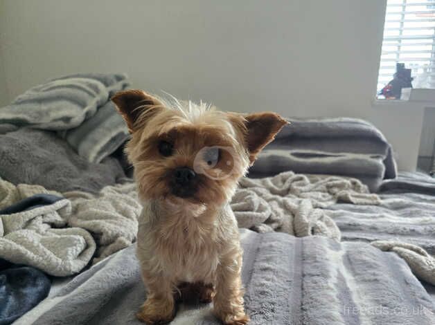 6 years old Teddy miniature yorkie for rehoming for sale in Hereford, Herefordshire