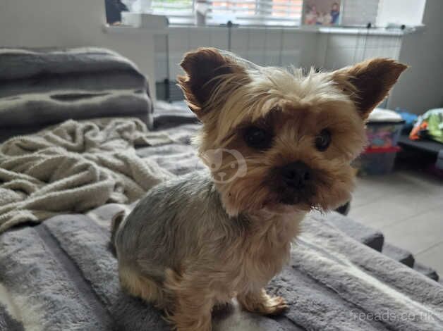 6 years old Teddy miniature yorkie for rehoming for sale in Hereford, Herefordshire - Image 2