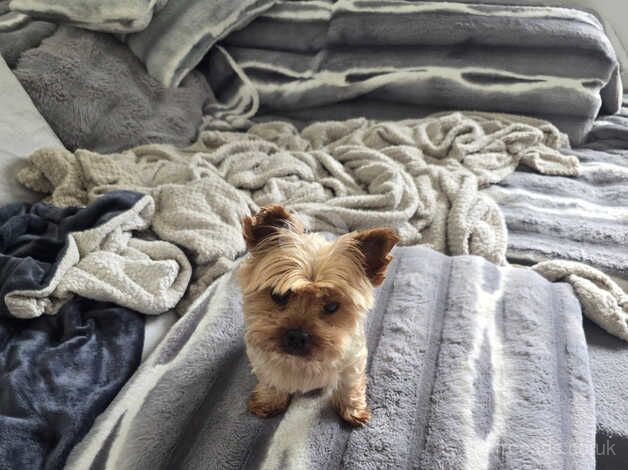 6 years old Teddy miniature yorkie for rehoming for sale in Hereford, Herefordshire - Image 3