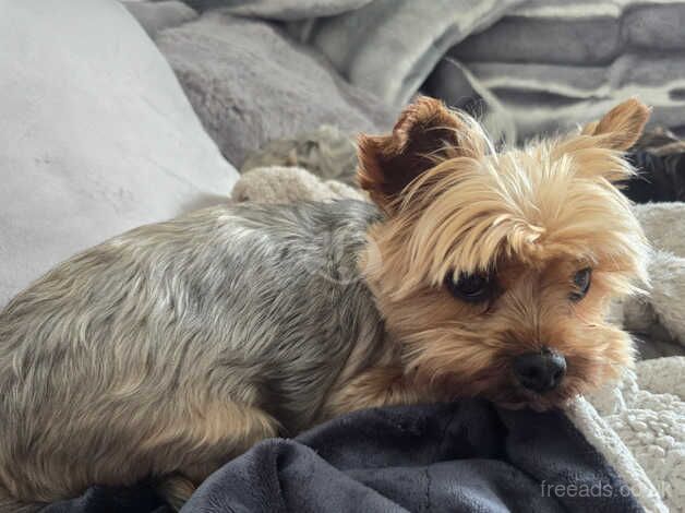 6 years old Teddy miniature yorkie for rehoming for sale in Hereford, Herefordshire - Image 4