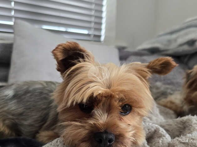 6 years old Teddy miniature yorkie for rehoming for sale in Hereford, Herefordshire - Image 5