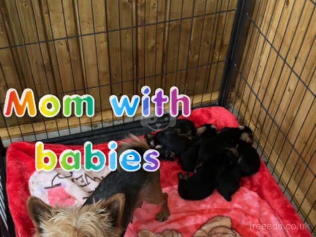 7 beautiful Yorkshire terrier puppies for sale in Walsall, West Midlands