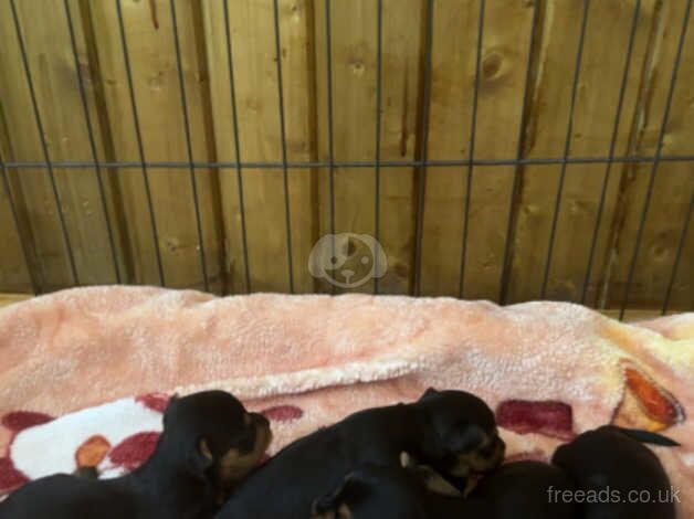 7 beautiful Yorkshire terrier puppies for sale in Walsall, West Midlands - Image 2